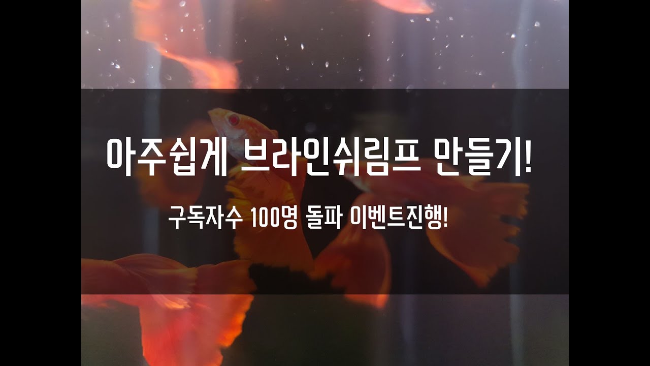 아주쉽게 브라인쉬림프 부화하기. 초딩도 할수있습니다!