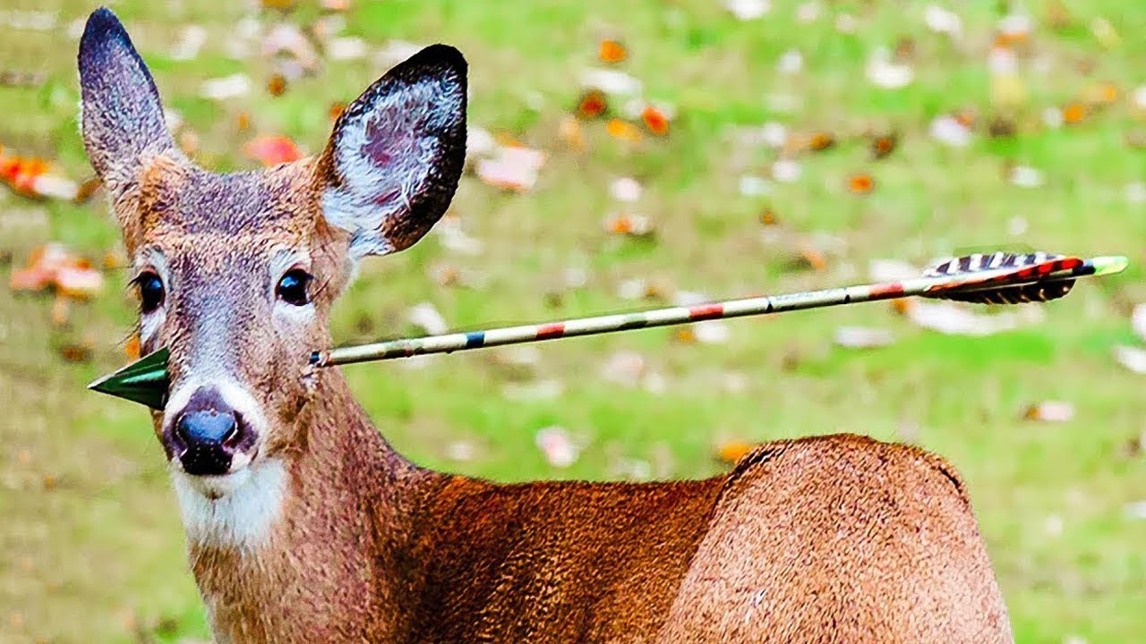 Animals That Asked People for Help
