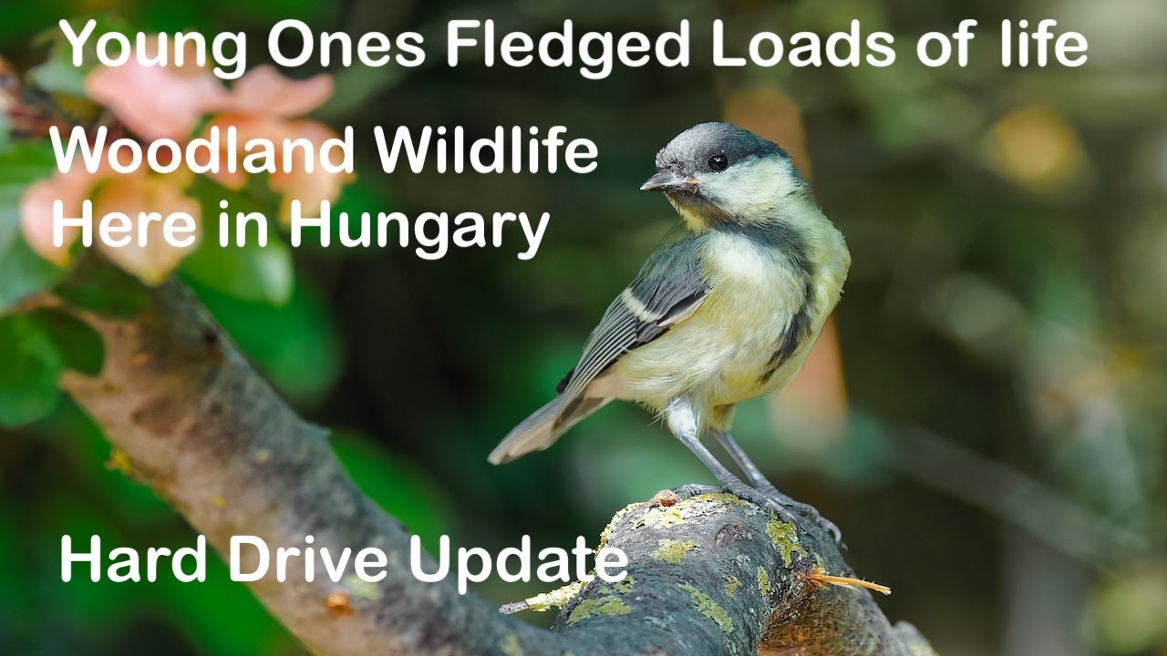 Woodland Wildlife Here in Hungary, Fledglings Plentiful.