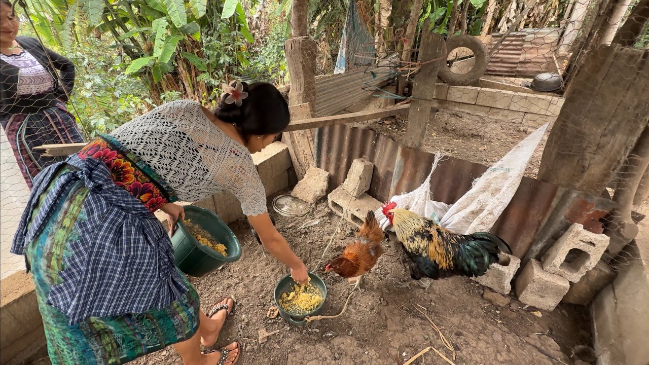 👉🏼Grise Nos Muestra Su Pequeña Granja De Pollos🐣
