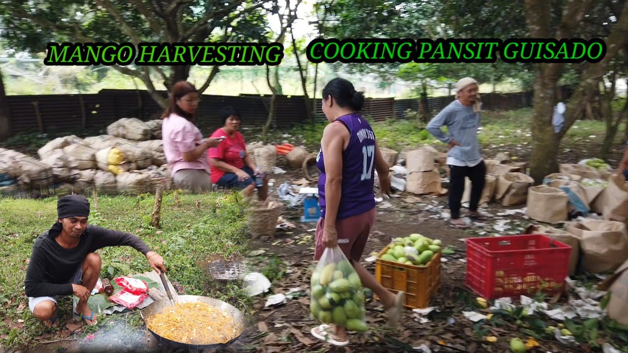 MANGO'S harvesting/Cooking Pansit Guisado.Farm style Cooking