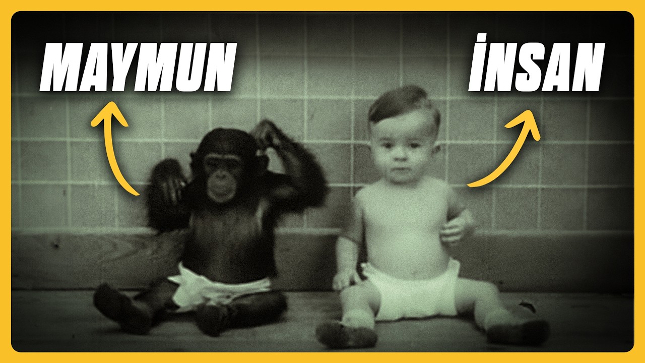 MAYMUN VE İNSAN BİRLİKTE BÜYÜRSE NE OLUR?