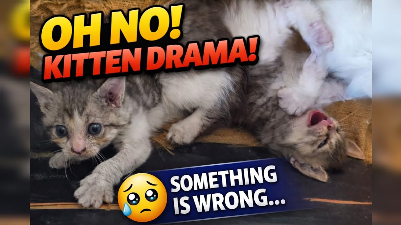 Kittens Fight for 4 Minutes Straight 🐾 | Natural Sounds Only | No Music | 34 Days Old Kittens 😺💗