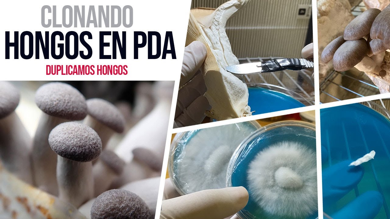 Cultivo de Hongos: Clonaciones en agar. ¿Cómo clonar hongos?