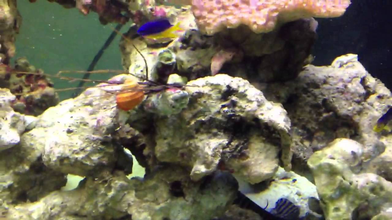 Blue Jaw Triggerfish Care