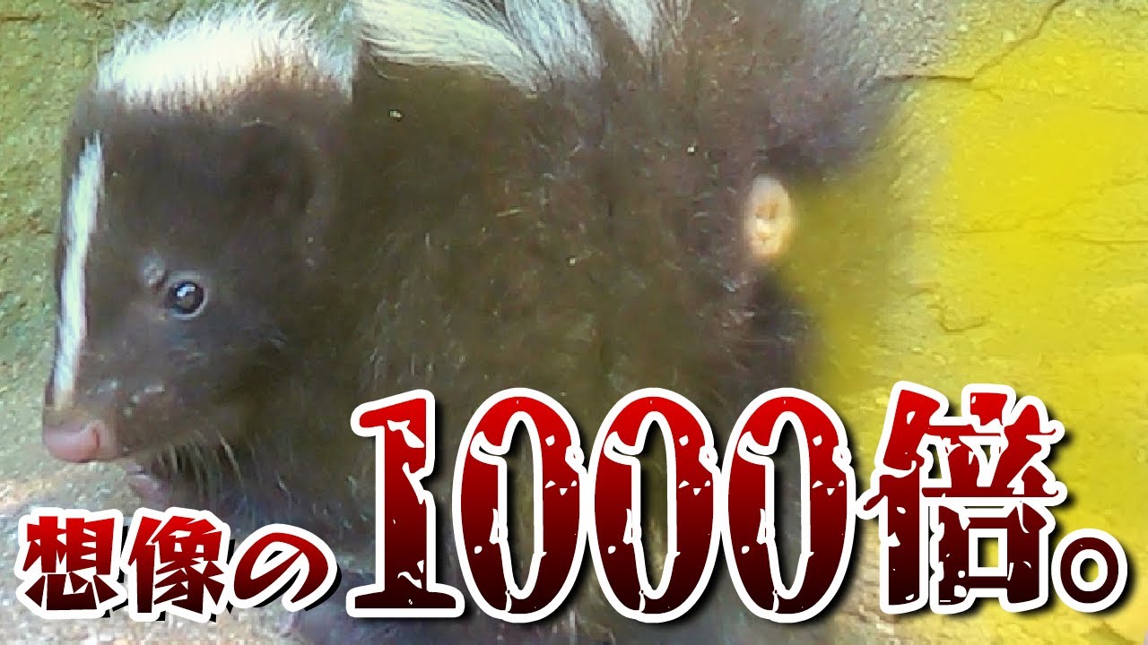 スカンクの匂いは想像の1000倍だった件ww