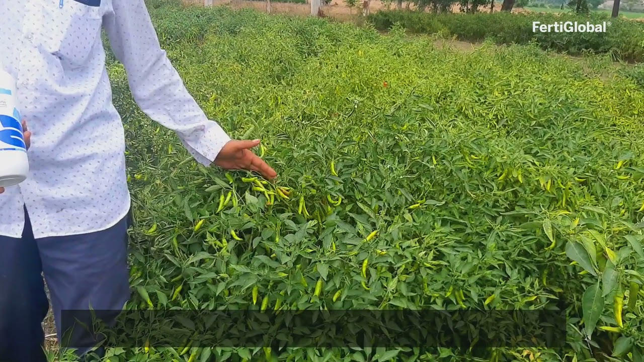 Chilli - FertiGlobal