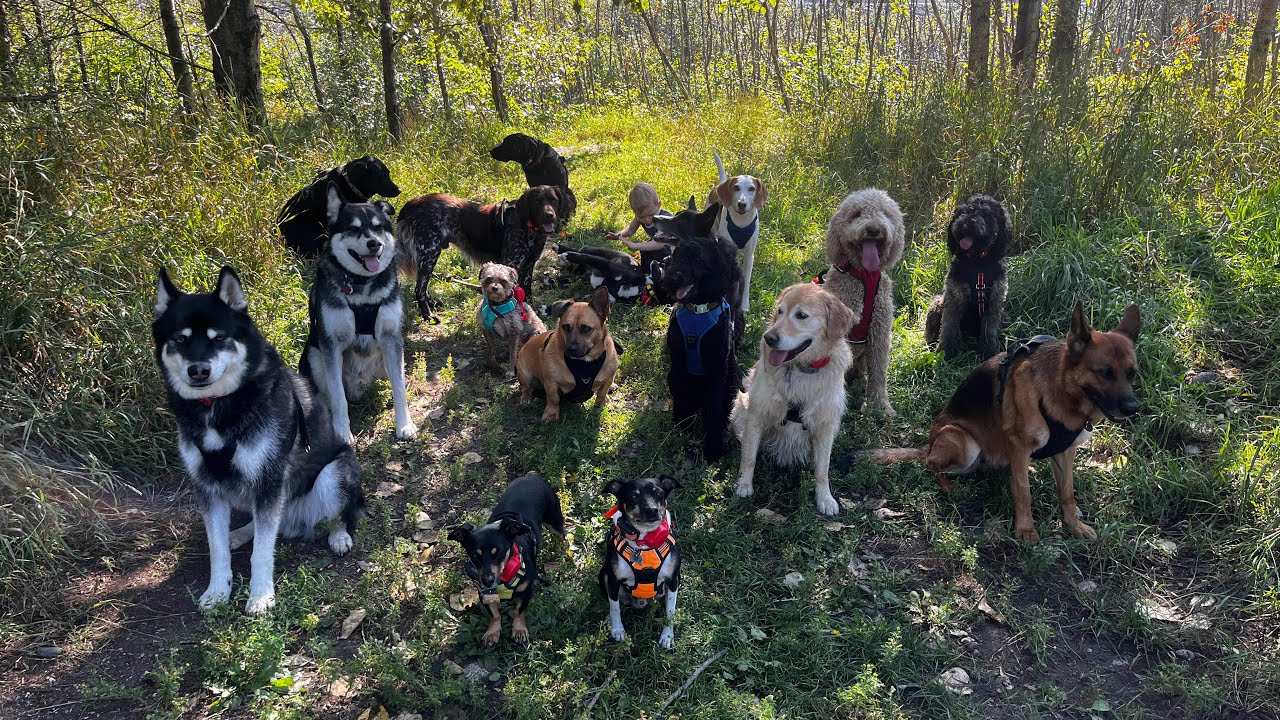 New kids on the puppy bus