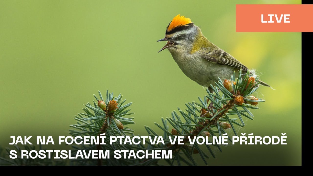 Jak fotografovat ptactvo s Rostislavem Stachem