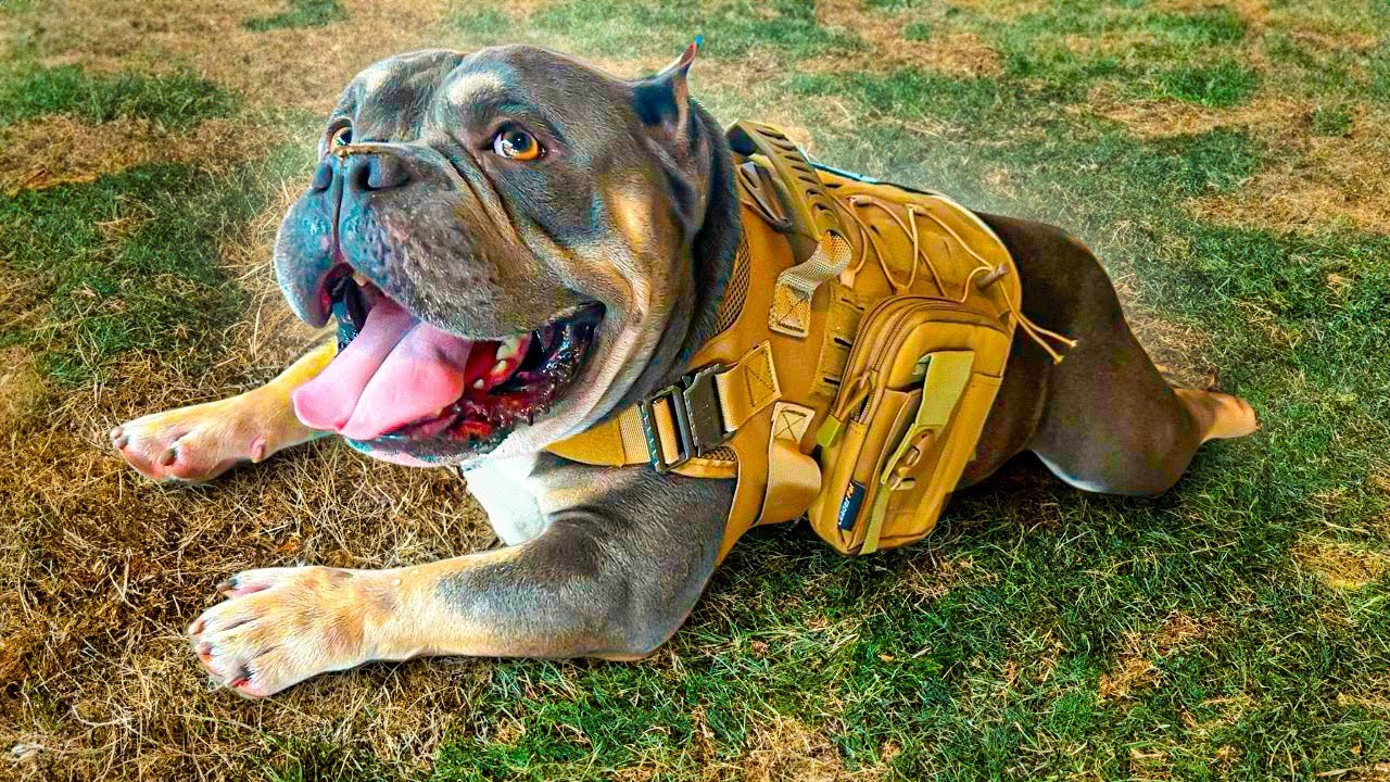 O MORADOR MAIS FORTE DA CASA ESTÁ DE VOLTA!!!❤️