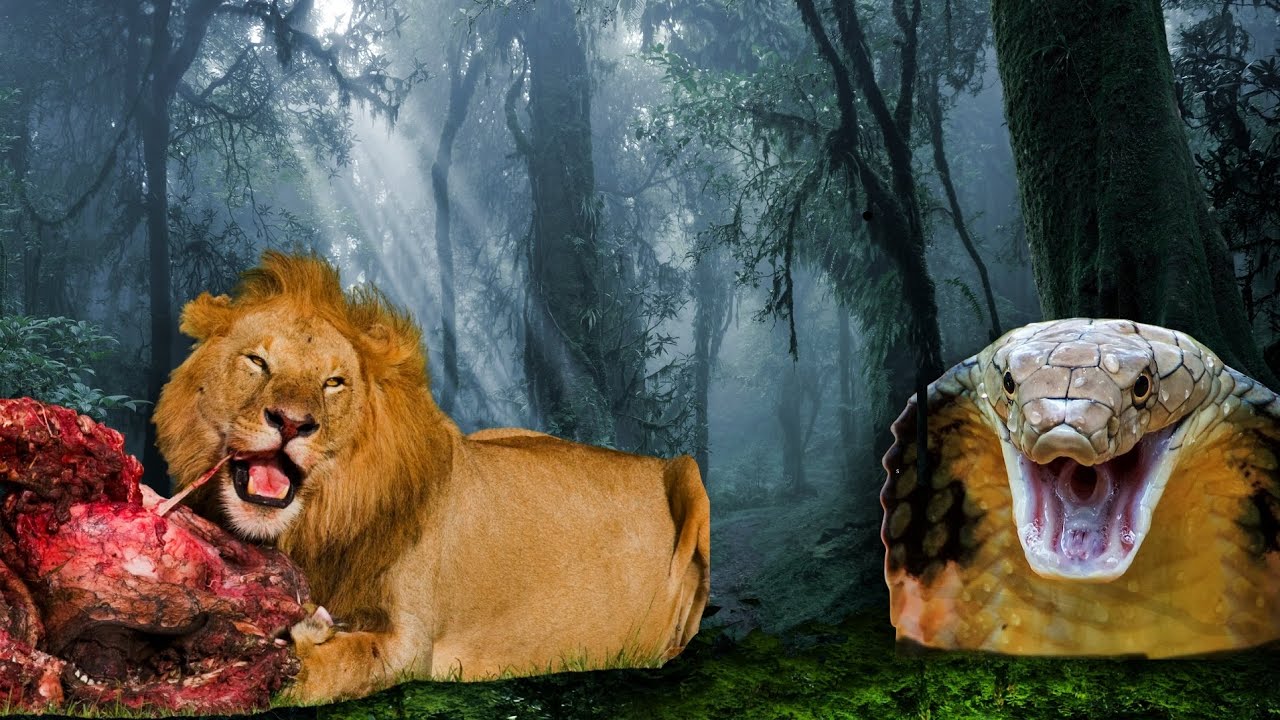 How Animals Eat Their Food 🦁 From Lions to Snakes