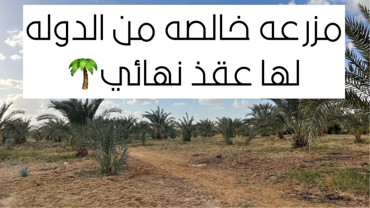 ارض زراعيه منتجه للبيع بعقد نهائي 19 فدان نخل صعيدي في القصعه / الواحات البحريه🌴