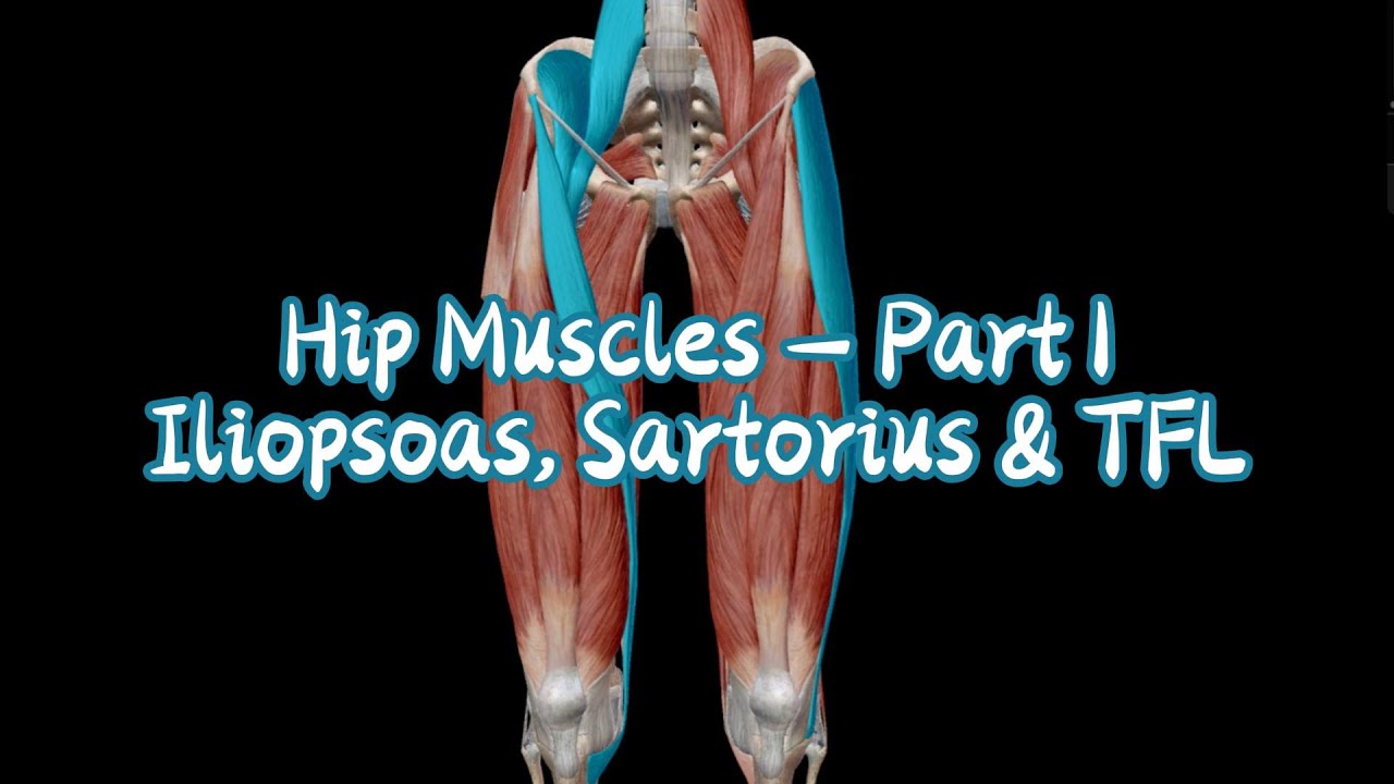 Hip Muscles (Part 1): Iliopsoas, Sartorius, and TFL
