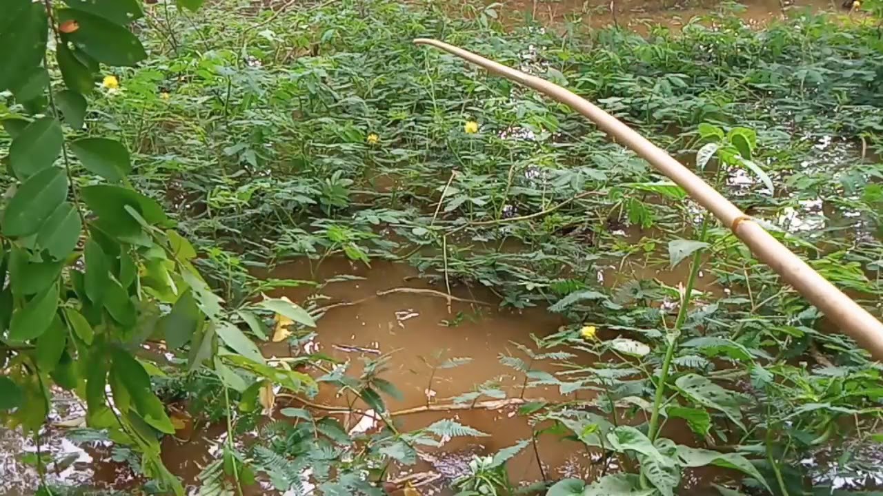 mancing di air keruh pakai umpan jitu dapatnya ikan betok besar