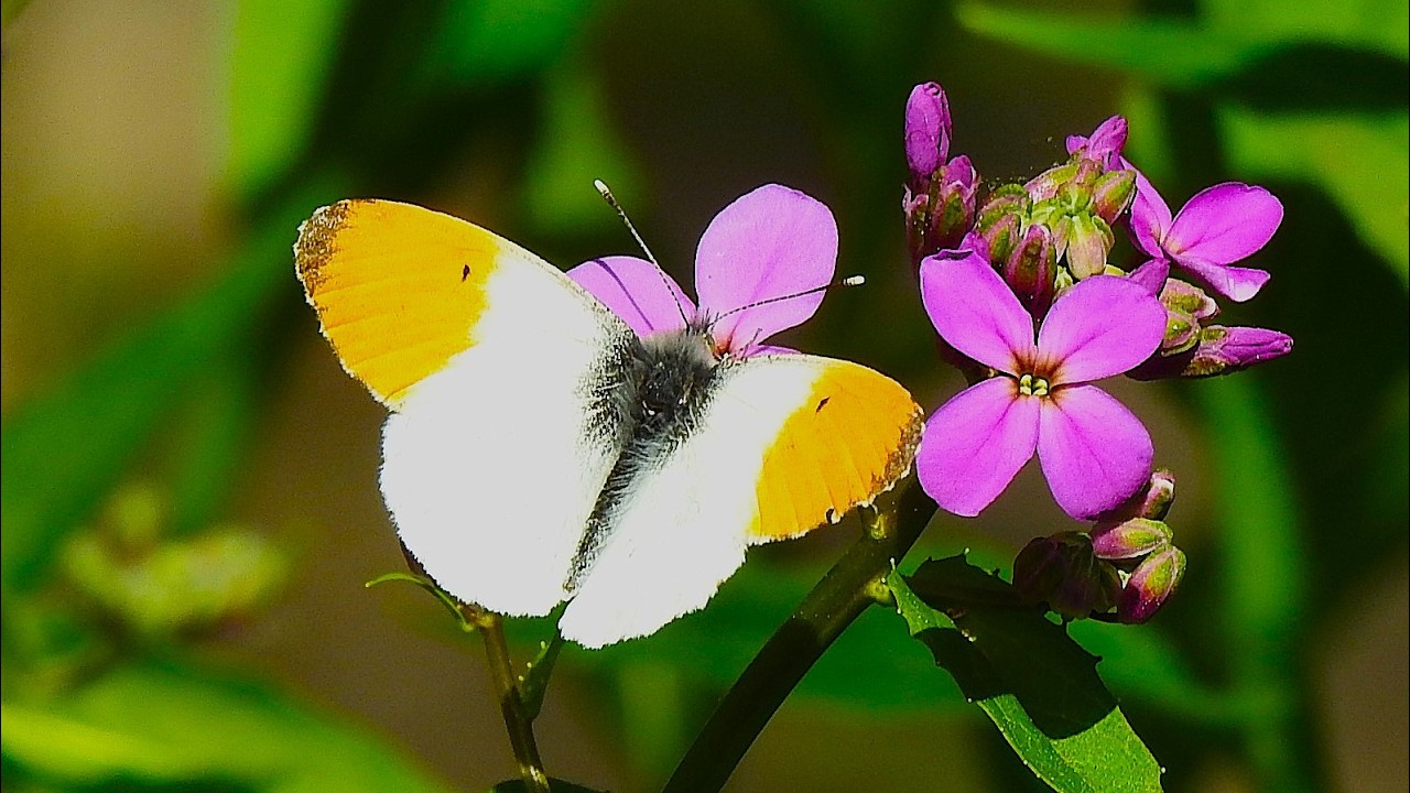 Malá škola motýlů: Bělásek řeřichový / School of the butterflies: Orange tip, Anthocharis cardamines
