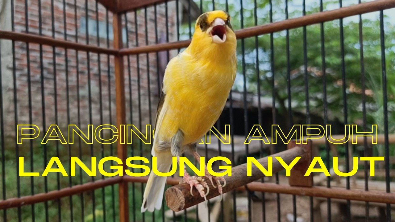 Pancingan Ampuh untuk Kenari Muda Agar Cepat Gacor Cocok untuk Terapi Kenari Macet Bunyi !!