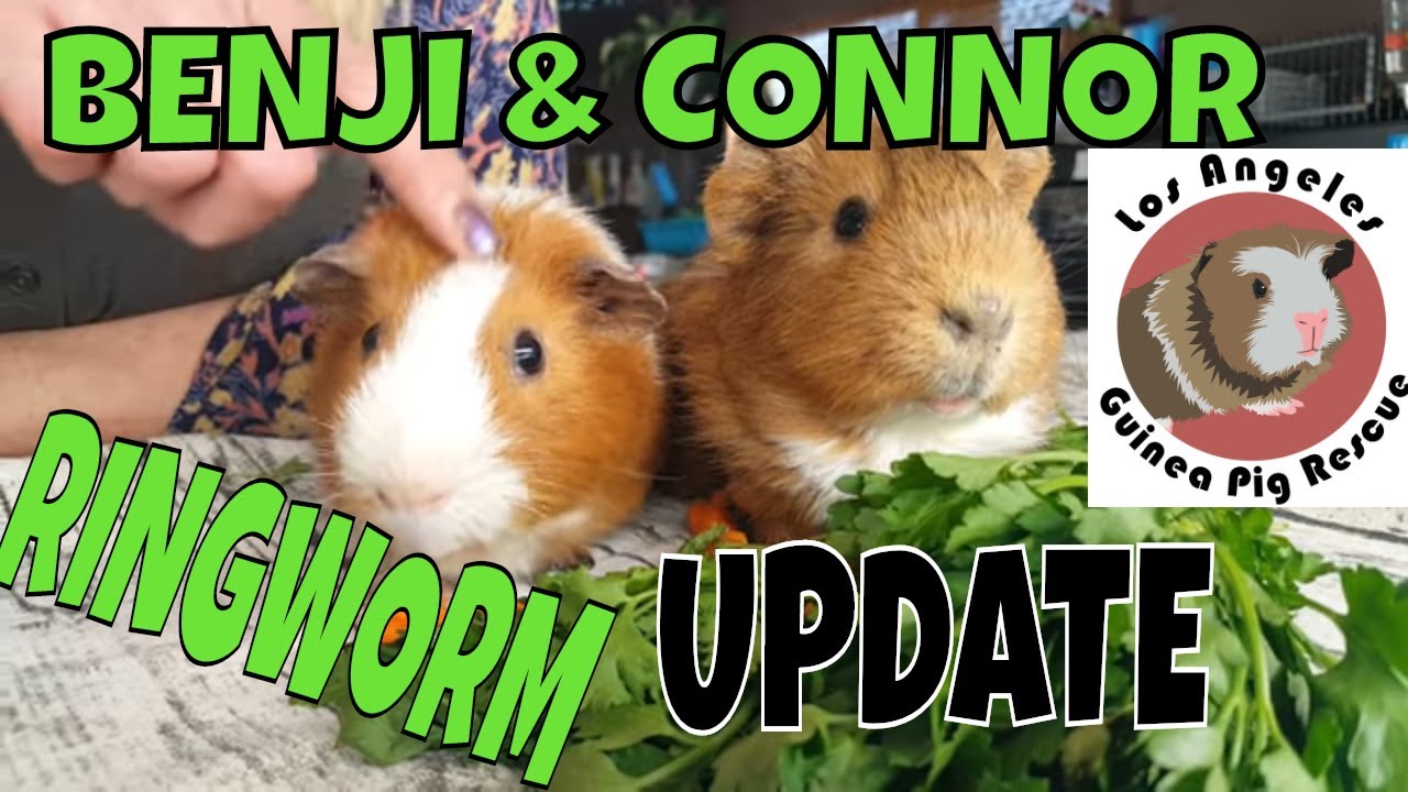 Update on Connor and Benji the rescued Guinea Pigs