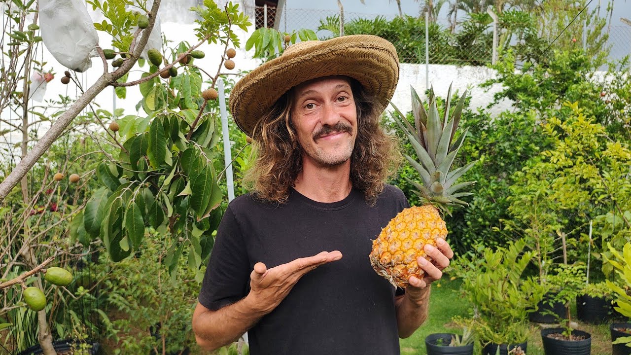 FAÇA ISSO PARA COLHER ABACAXIS MAIORES 🍍