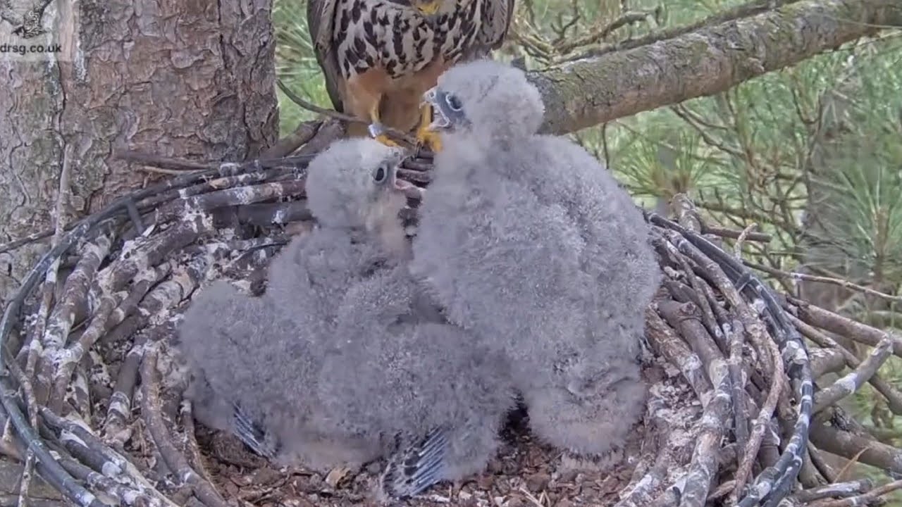 Small chick quickly grab the breakfast prey | Southern UK Hobby | Aug 2, 2025