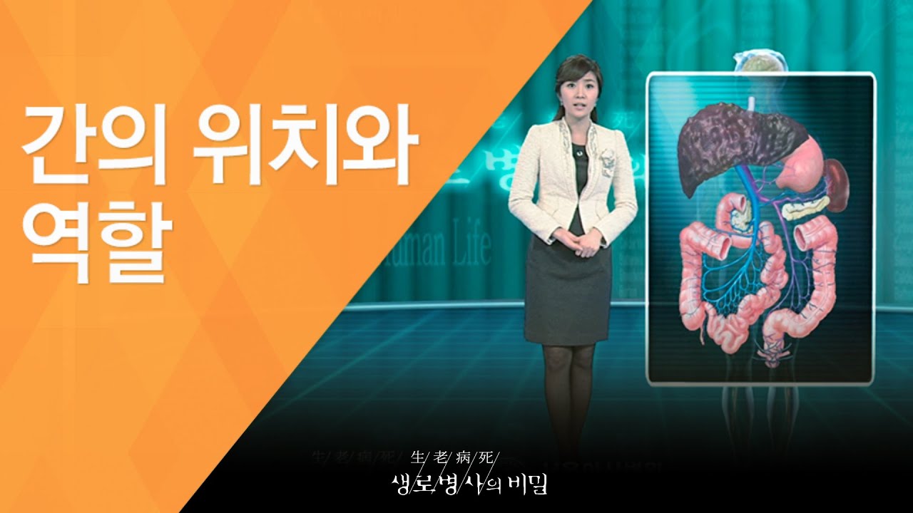 간의 위치와 역할 - (2011.2.12_361회 방송)_당신의 간이 굳어간다 침묵의 질환, 간경화!