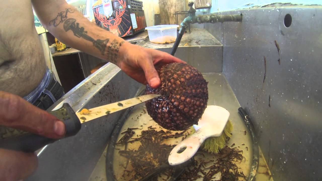 Uni (Sea Urchin) Shells and Teeth Cleaning Guide