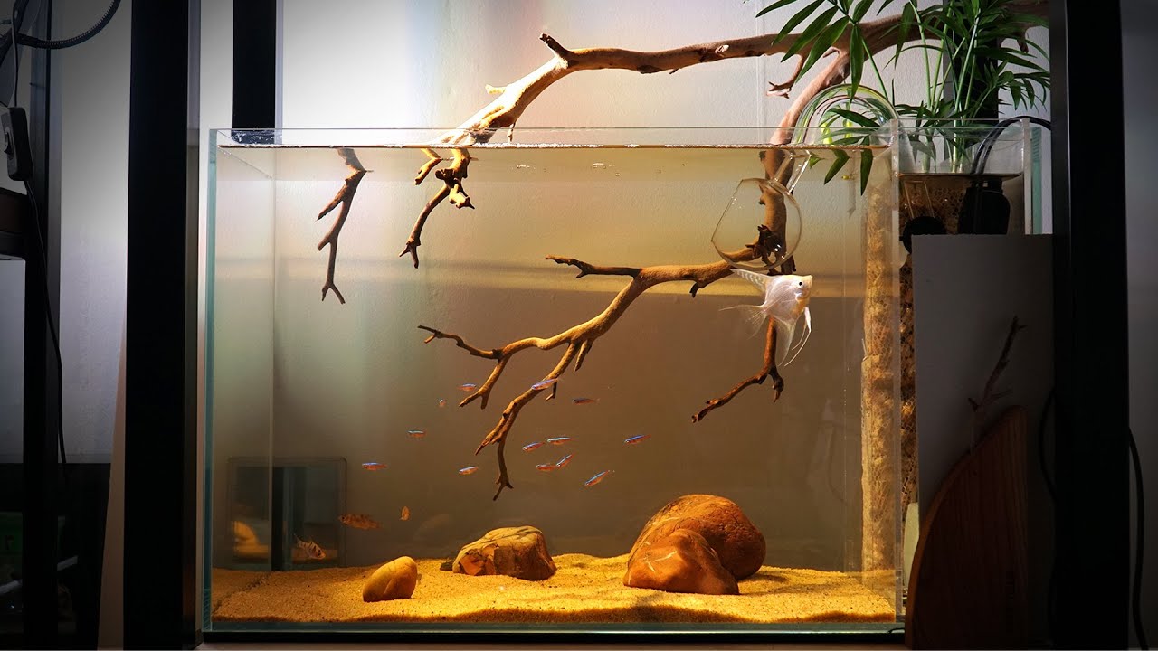 EASY, SIMPLE Aquascape for a Angelfish.