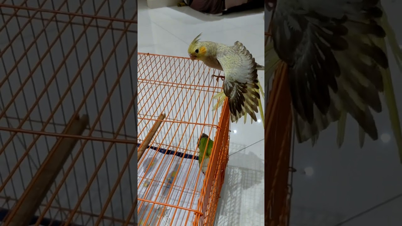সকাল বেলা আমার শখের পাখিদের সাথে কাটানো  কিছুটা সময়!#youtubevideo #birds #tamebird 