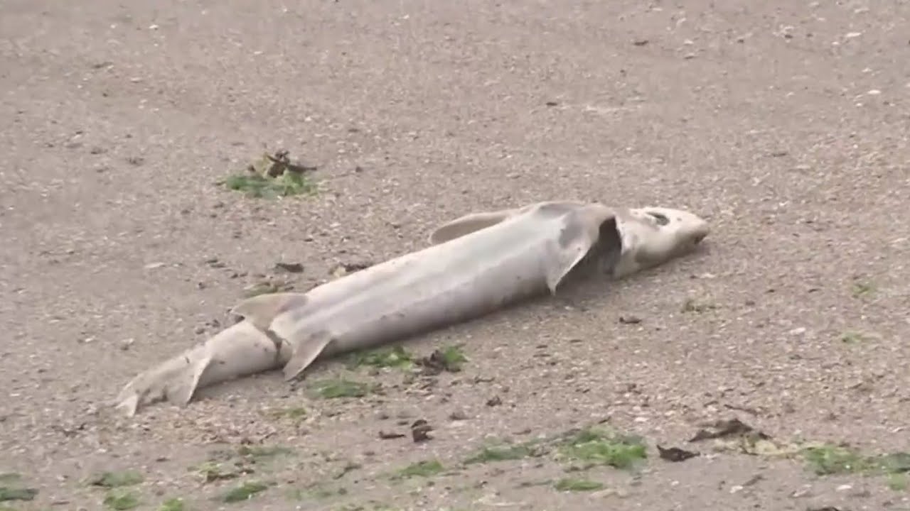 Toxic algae bloom killing off thousands of fish in Bay Area waters