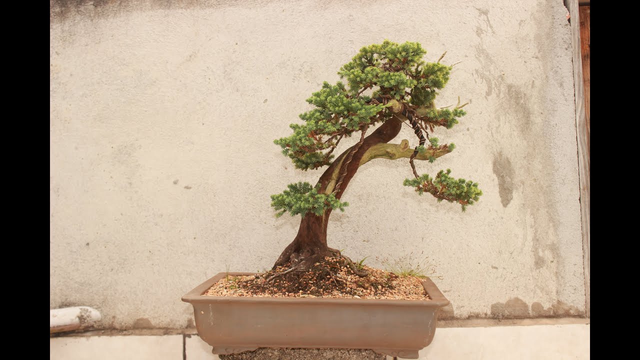 COMO ENGROSSAR O TRONCO DO BONSAI