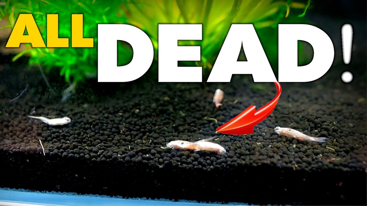 ENTIRE TANK DEAD! (how did this happen) | MD Fish Tanks
