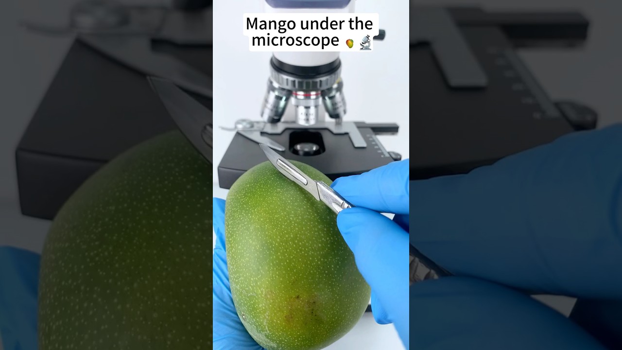 Mango  A Hidden World Under the Microscope &ndash; Bacteria Close-Up #microscope #science