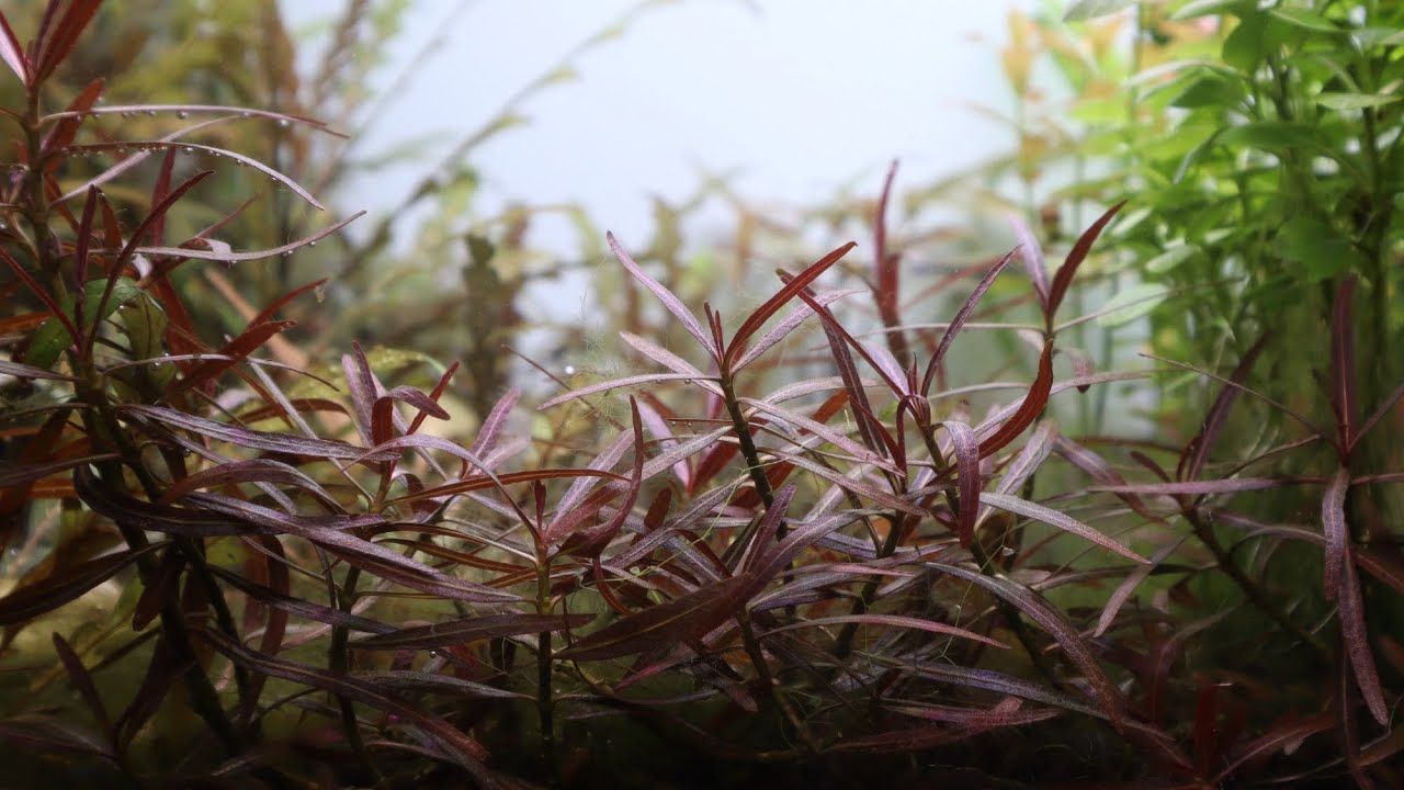 How to grow Hygrophila 'Araguaia' Lancea