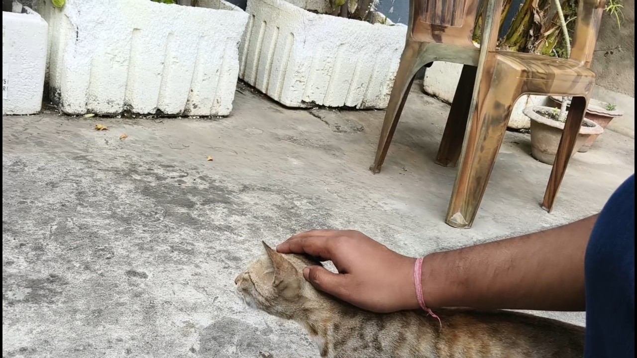 NEW MINI VLOG❤️ | STREET PET CAT ON MY TARRIES | CUTE CAT BABY🤩 | DAILY VLOGGING | SHANKAR TRAVELLER
