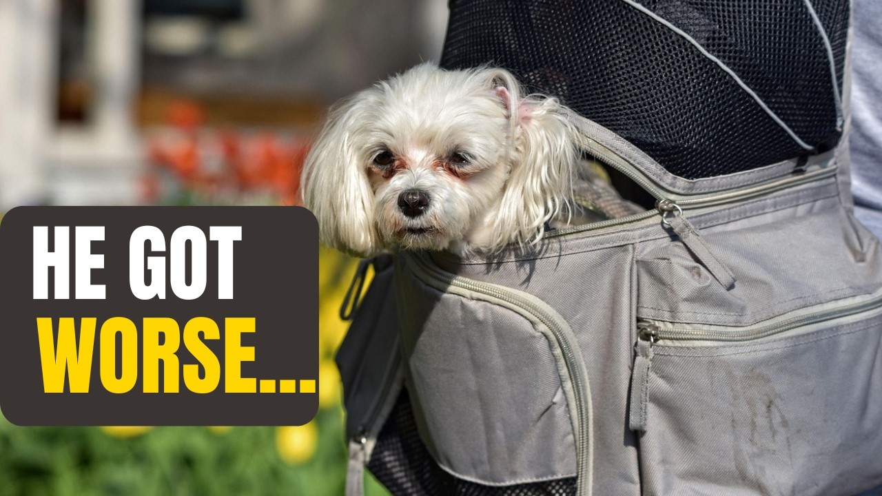 Does Your Dog Have Arthritis? Here's What to Do