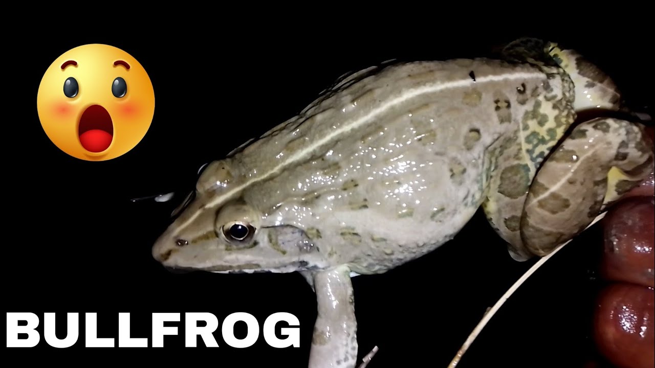 Bullfrog Rainbow frog frog sound amazing frog big frog