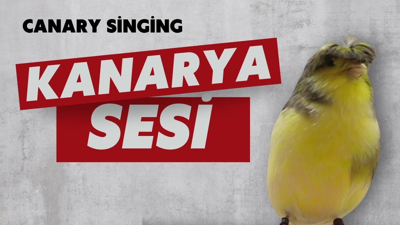 Muhteşem Gloster Kanarya sının sesi nin sevimli videosunu izleyin!