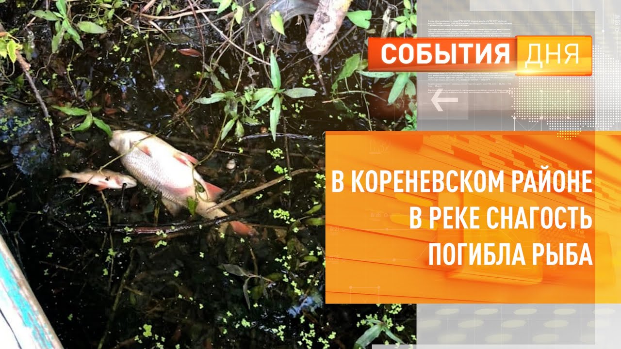 В Кореневском районе в реке Снагость погибла рыба