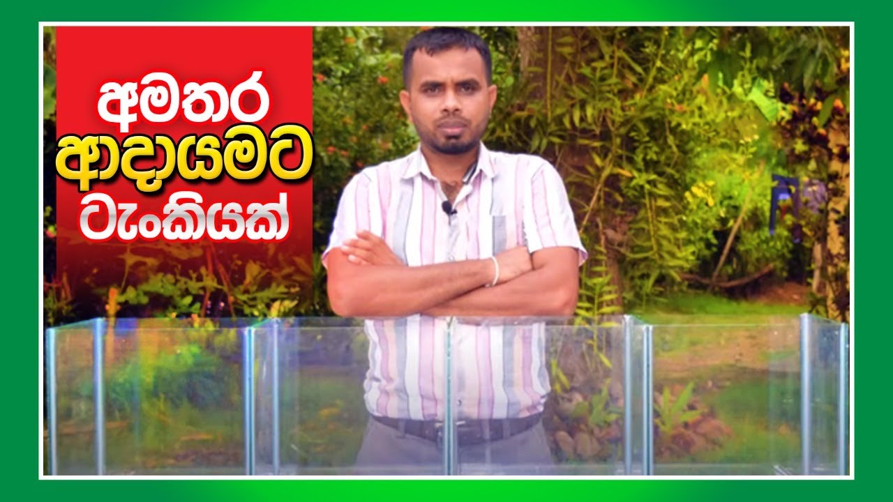 ගප්පි අභිජනන ටැංකි.Glass Fish Tank , වීදුරු ටැංකි,BST Saman,BST practical, Gappy breeding Tank