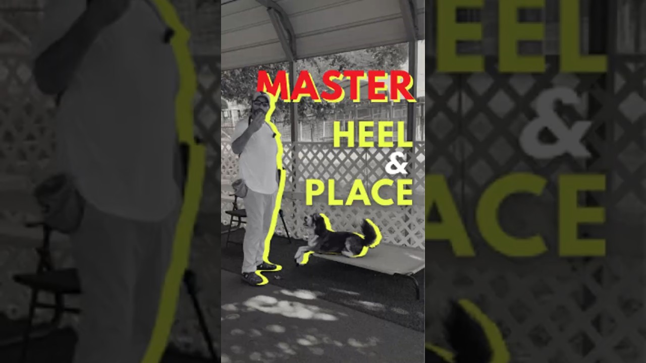 Teach the Place Command | Step-by-Step Training Guide