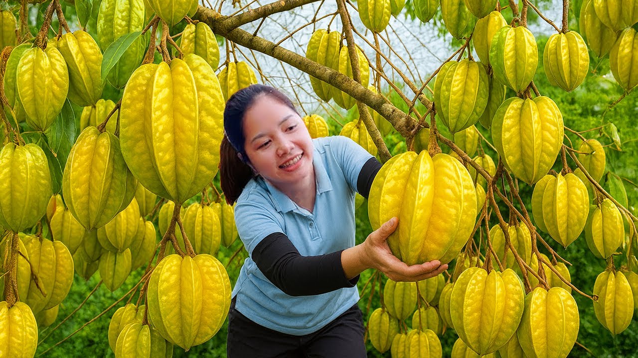 TIMELAPSE - Harvesting 1000+Kg Star Fruit Goes To Market Sell | Diem - Free Bushcraft