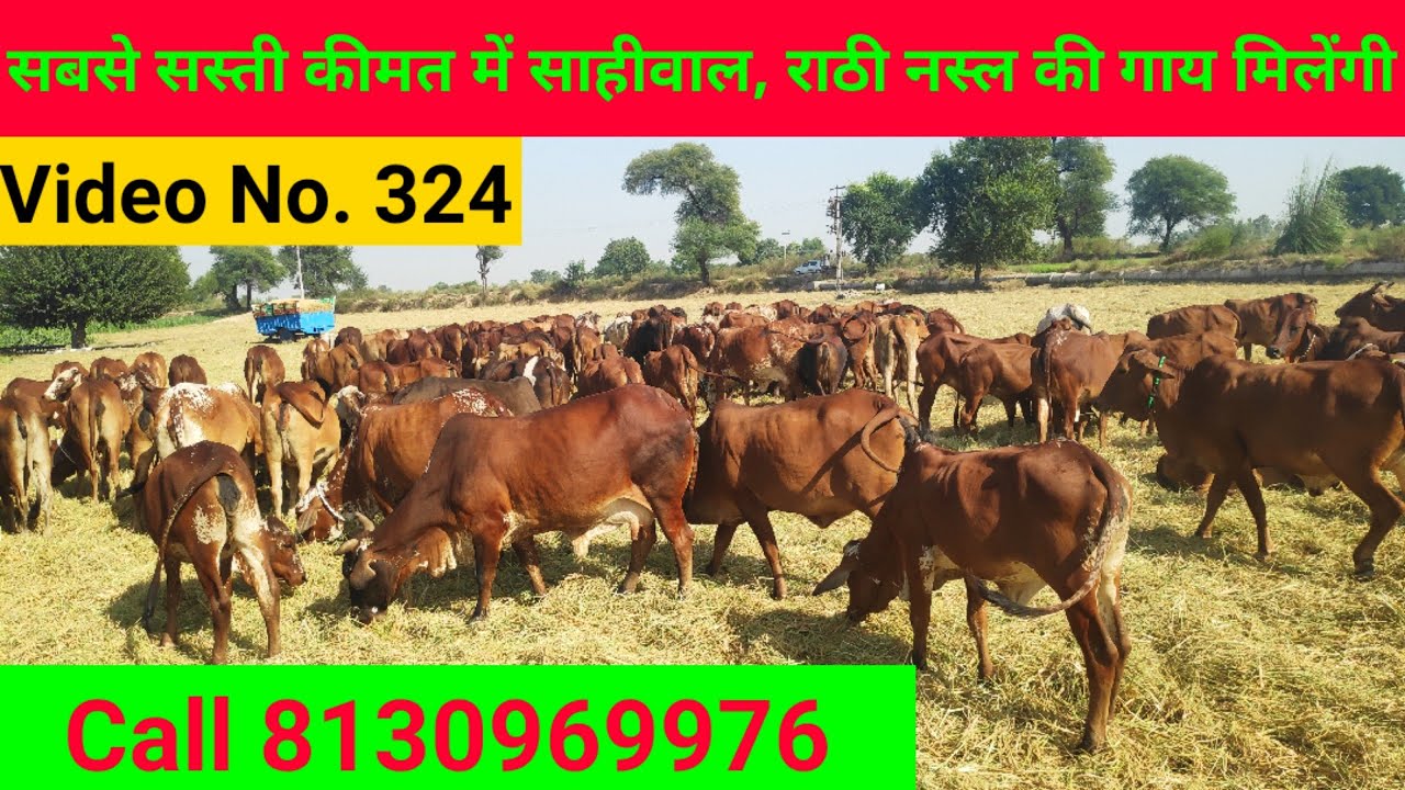 (324) Sahiwal and Rathi breed Cow farm