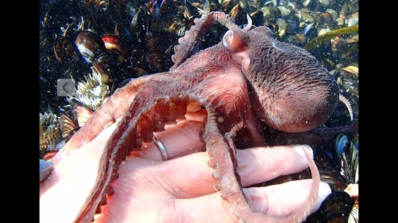 Playful Octopus