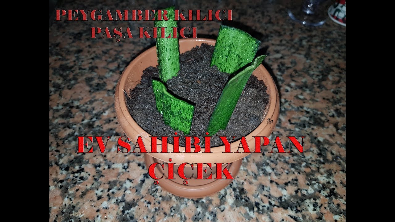 Paşa kılıcı çiçeği. Ev sahibi yapıyor. Ben denemiştim oldu.