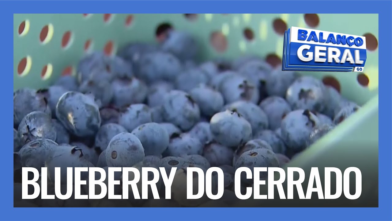 BLUEBERRY DO CERRADO: PRODUÇÃO DE MIRTILO DÁ BONS RESULTADOS EM TERRAS GOIANAS