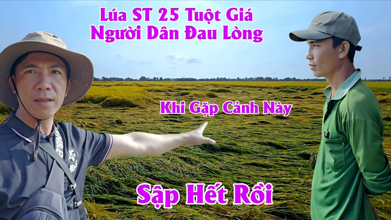 18/01/2026 Giá Lúa ST 25 Tại Xả Đá Bạc Cà Mau Hôm Nay #ngườicàmau
