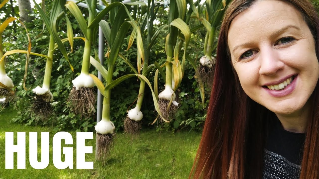 HUGE Elephant Garlic Harvest From The Allotment Garden
