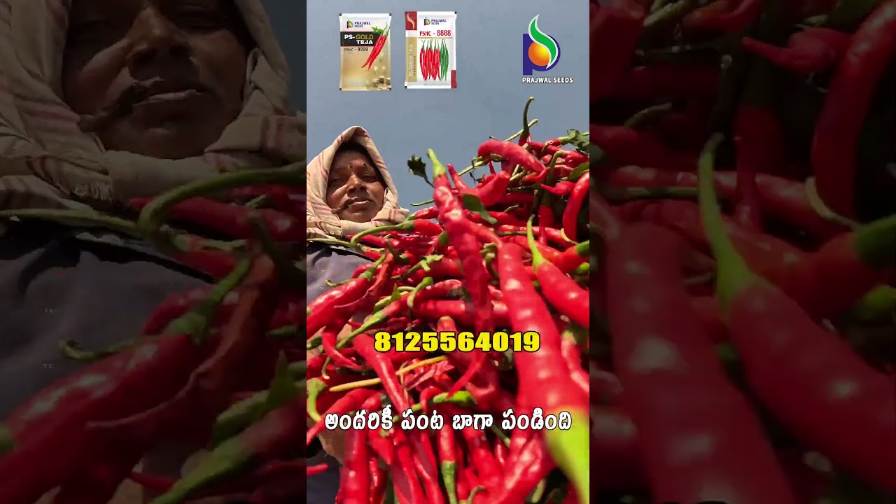 ఈ విత్తనాలు వేయటం వలన మేము చాలా హ్యాపీగా ఉన్నాముPS -8888 /PS-9999చాలాకాలం తర్వాత మంచి విత్తనం చూశాను