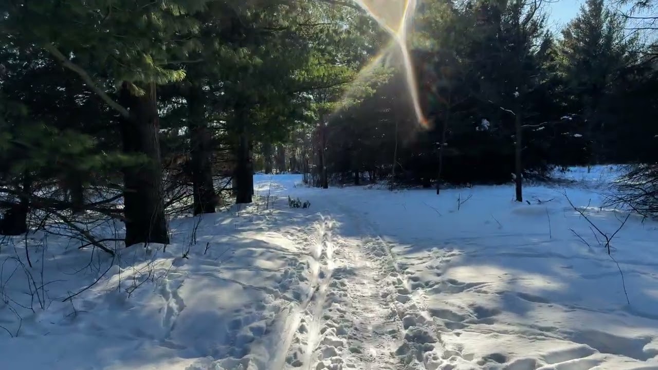 A Quiet Winter Walk Through the Woods