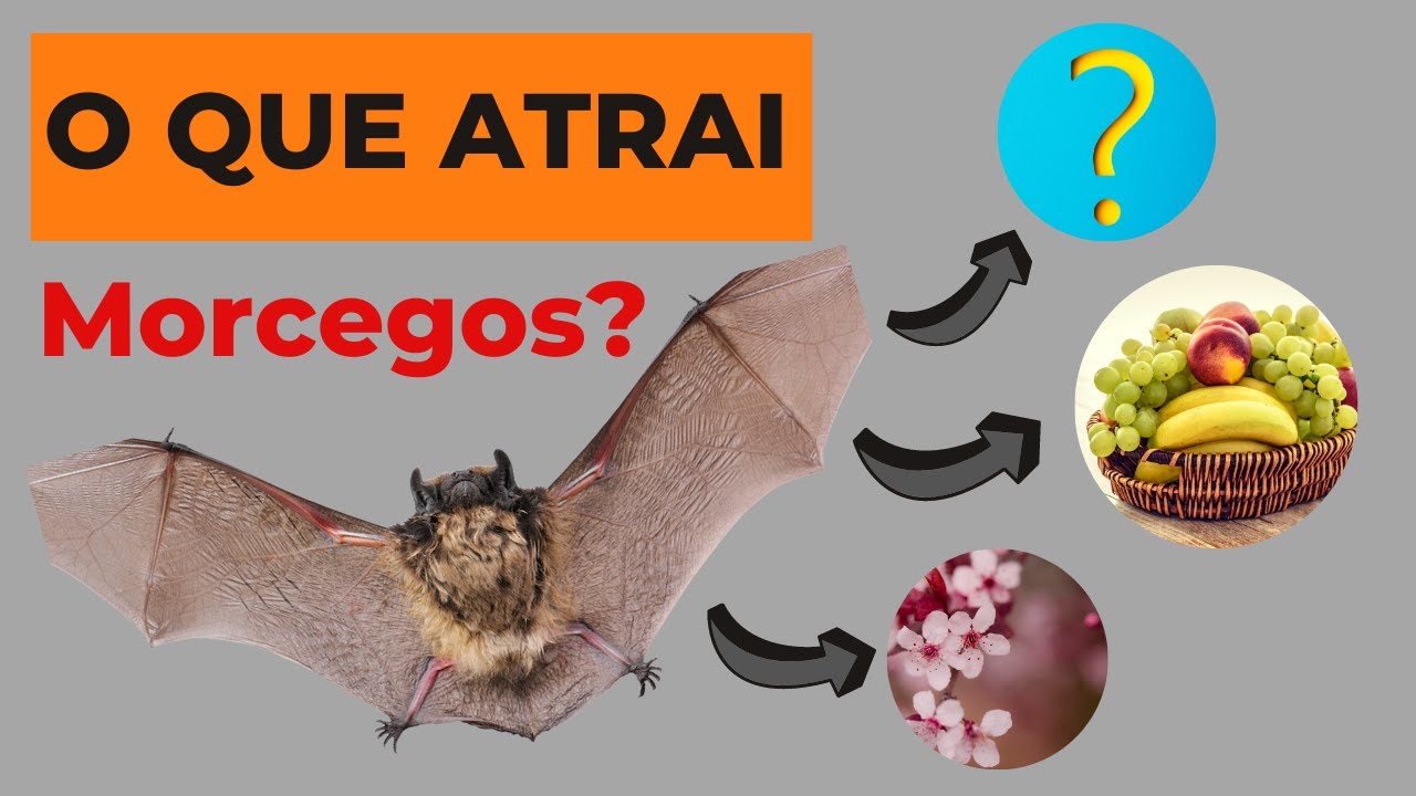 Voc&ecirc; sabe o que atrai os morcegos? DESCUBRA agora!!!