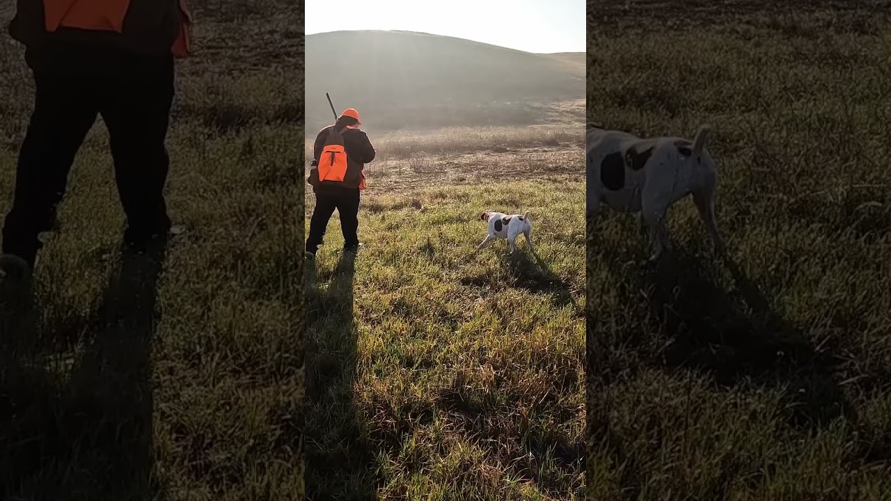 They can hide in cut grass! #pheasanthunting #pheasants #gsp #huntingdog #hunting #hunters #birddog